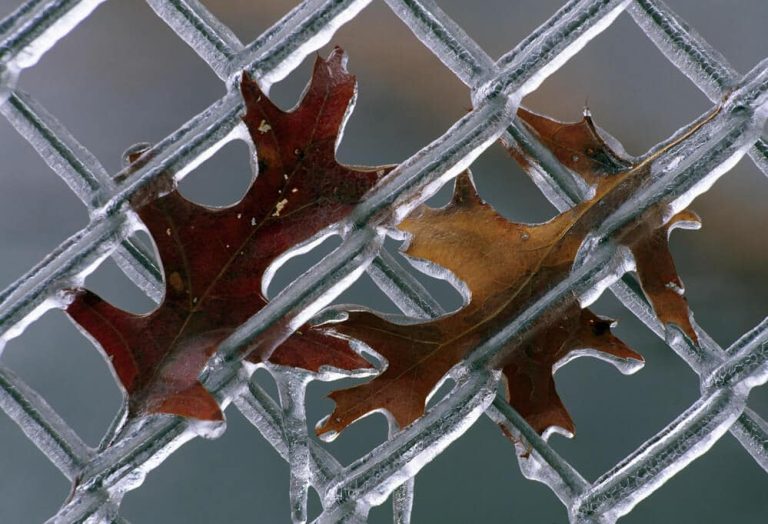 Leaves on Frozen Fence | BigEasyFences