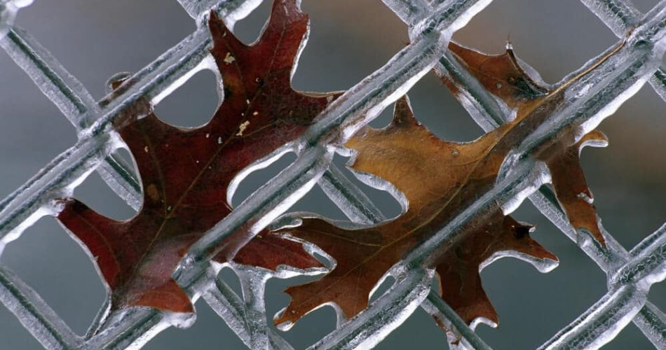 Leaves on Frozen Fence | BigEasyFences