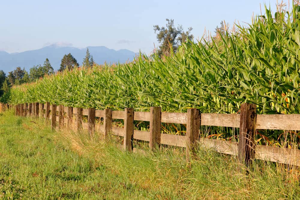 Does Pressure Treated Wood Last Longer Than Cedar? Big Easy Fences