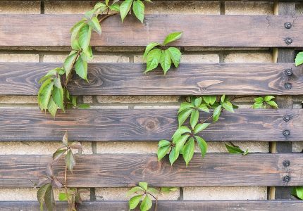 Parthenocissus on the horizontal wooden fence background