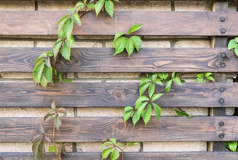Parthenocissus on the horizontal wooden fence background