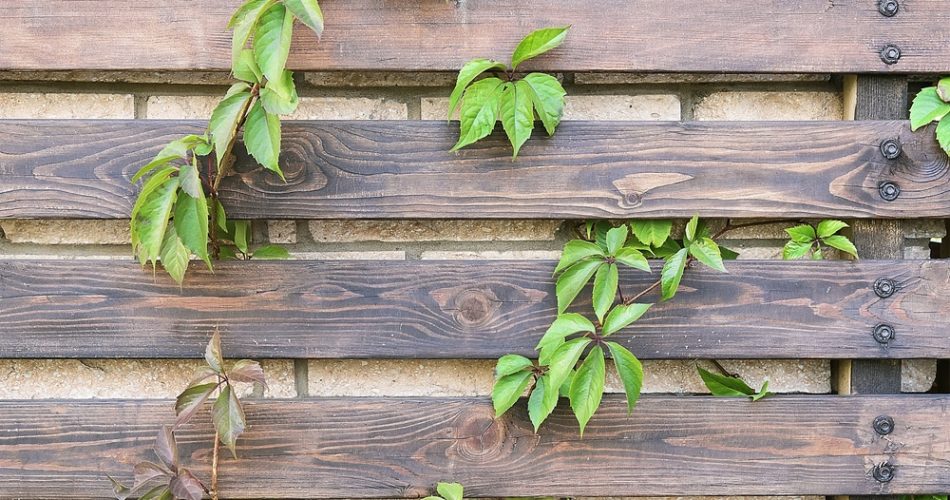 Parthenocissus on the horizontal wooden fence background